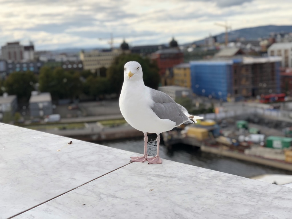 Ptak na operze w Oslo